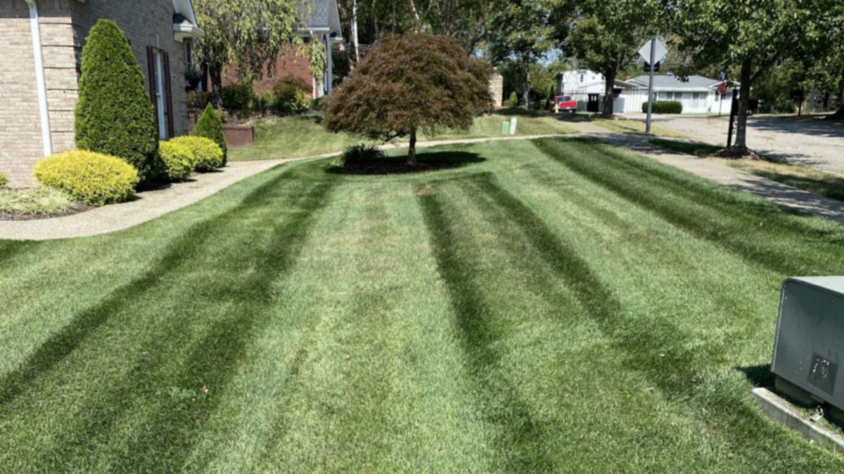 A front lawn cut in clean alternating stripes that run away from the kerb toward a brick house, past a curved bed of clipped shrubs and a red-leaved Japanese maple standing in its own mulch ring.